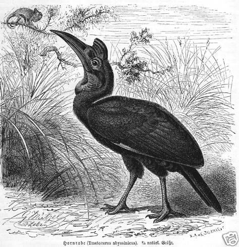 Hornrabe bucorvus holzstich - ,