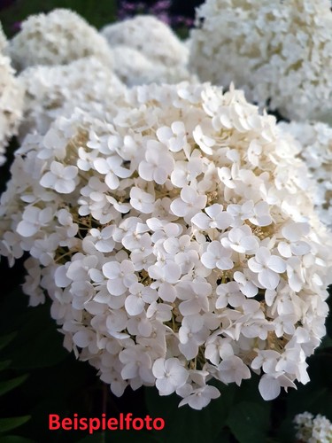 Ballhortensie schneeball - ballhortensie,