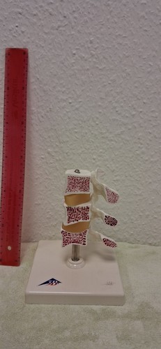 Anatomisches modell - modell, 3