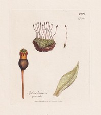 Splachnum gracile Moose mosses Botanik botany Kupferstich Sowerby Smith 1808