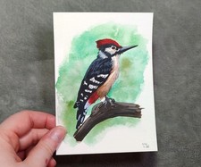 Specht Gemälde in Aquarell