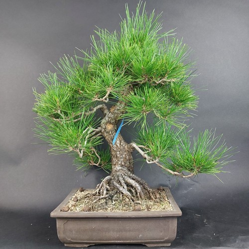 Bonsai schwarzkiefer pinus - -,