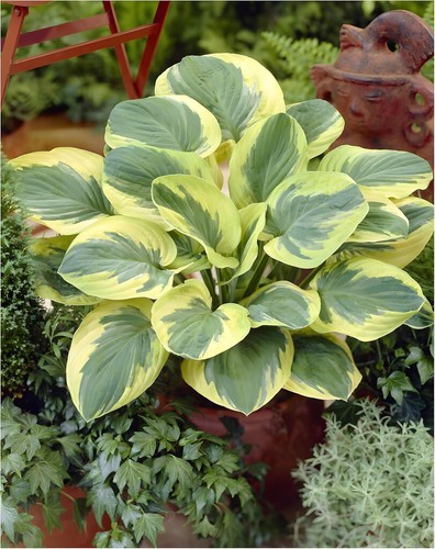Hosta cultorum carnival - 1,