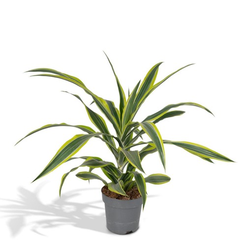 Dracaena fragrans lemon - fragrans,