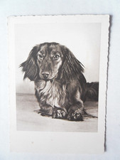 AK Langhaar Dackel Teckel 1965