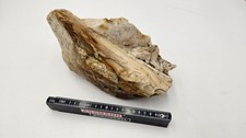 Versteinertes Holz  Kieselholz  Ungarn Fony Fossilien