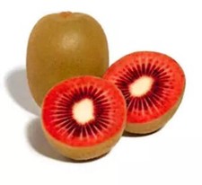 Actinidia arguta (RED KIWI)