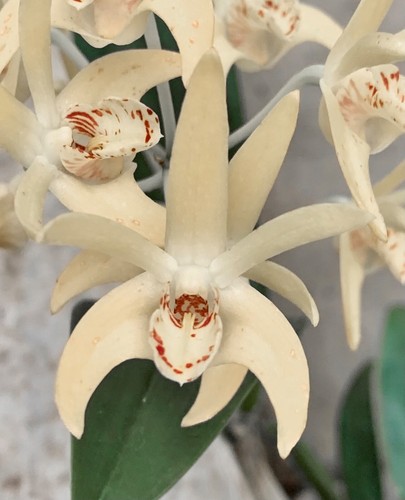Dendrobium speciosum duft top - dendrobium,