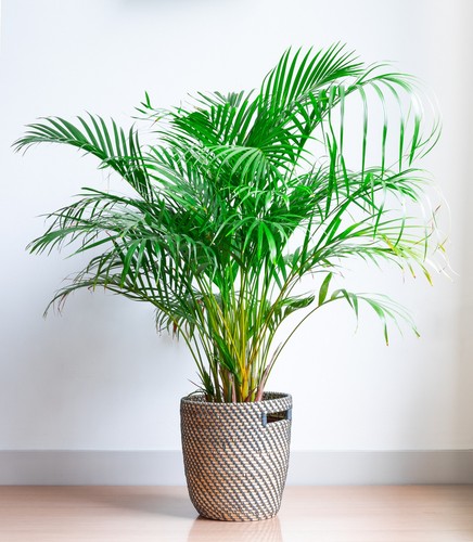 Samen goldfruchtpalme - 10,