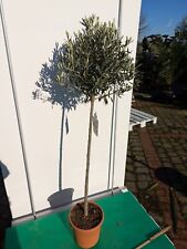 Olea europaea 150–180cm Olivenbaum Hochstamm mediterrane Pflanze winterfest