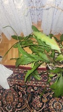 Specimen epiphyllum - xl,