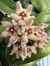 2 Hoya Buotii Ableger