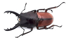 Lucanidae, Prosopocoilus