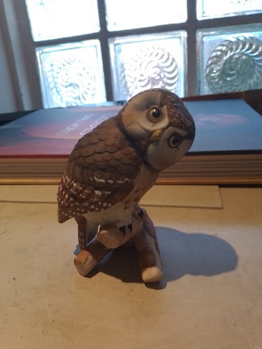 Rauhfußkauz tegmalm owl - tegmalm's,