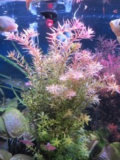 Aquarium Wasser Pflanze Rotala
