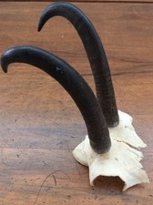 Gemse Gams Gamsbock Gehörn alte Jagdtrophäe Jagd