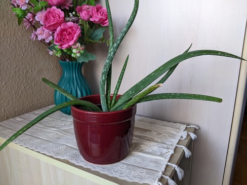 Aloe vera schöne - vera, –