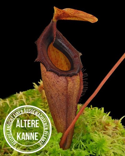 Nepenthes rajah flava - nepenthes,