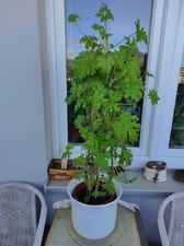 DUFT GERANIE - ZITRONEN