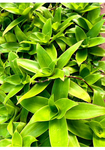 Two basket plant callisia - two, (callisia