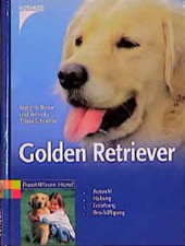Golden retriever - golden,