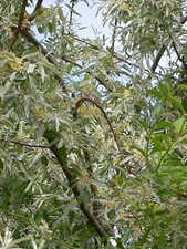 Ölweide -Elaeagnus angustifolia- 20 Samen