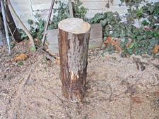 Kratzbaum Hackstock Weide Baumstamm Hocker Tisch Baumscheibe