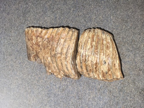 Mammut backenzahn fossil - mammut,