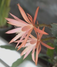 Epiphyllum, Epikaktus