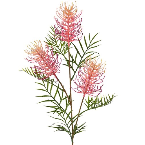 Gasper silbereiche grevillea - gasper, silbereiche-grevillea