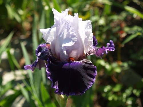 Schwertlilie iris royal - schwertlilie,