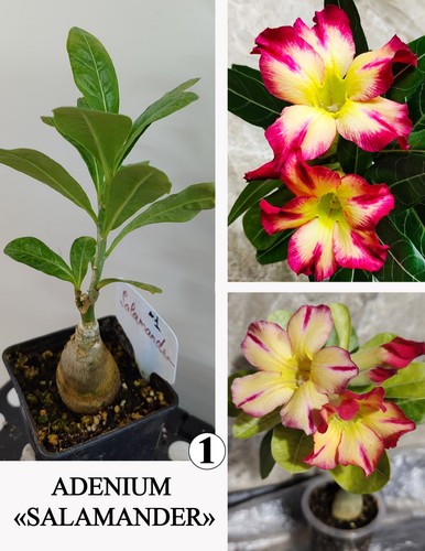 Adenium salamander - adenium,