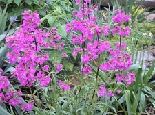 Pechnelke, Lychnis viscaria