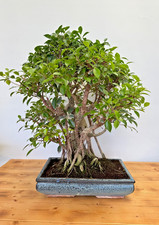 Zimmerbonsai Ficus retusa