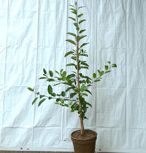 Elmira rot apfelbaum - elmira, apfel