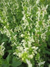 Aufrechter Ziest - Heide-Ziest - Stachys recta
