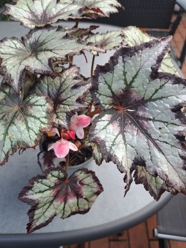 Begonia rex red fireworks - begonia,