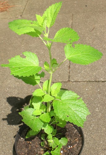 Melisse zitronenmelisse - melisse,