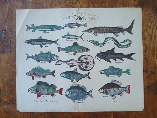 Antik bilderbogen fische - bilderbogen,