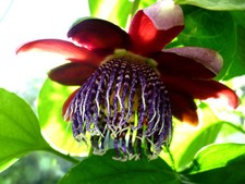 Rote MARACUJA Passiflora  -