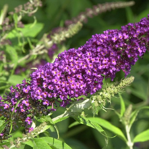 Schmetterlingsflieder summer - schmetterlingsflieder,