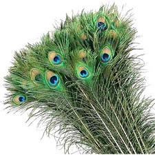Pfauenfedern Basteln 50 Stück