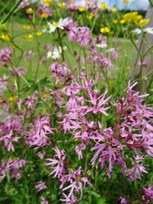 Lychnis flos-cuculi KUCKUCKS-LICHTNELKE 200 Samen heimisch Wildblume