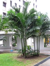 Dypsis cabadae cabada - cabadae,,
