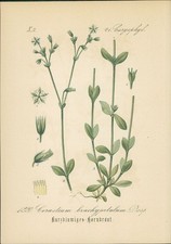 Chromolithographie 
