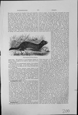 Antiker alter Druck Der Iltis