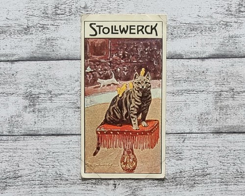 Katze zirkus 454 kuhnert - katze,