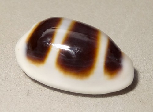 Meeresschnecke cypraea asellus - meeresschnecke,