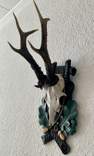 Rehgeweih bock reh - rehgeweih,