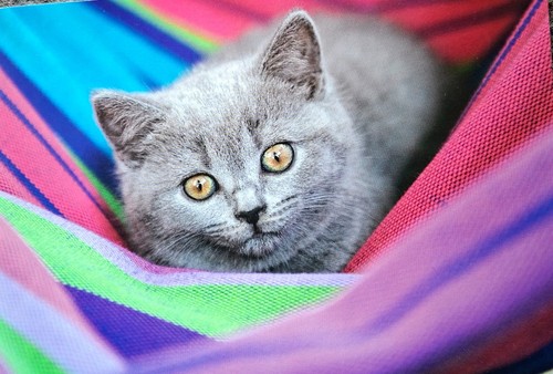 Katzen postkarte - katzen,